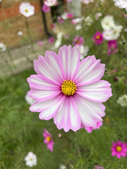 Close-up of a single cosmos flower with white petals edged in soft pink and a bright yellow center, set against a blurred background of similar flowers and green foliage. The flower appears fresh with