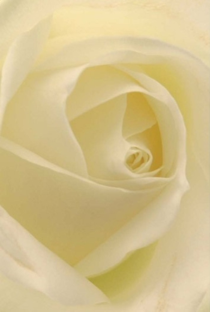 Viewed from above in the soft natural light characteristic of Golders Green mornings, the intricate spirals of this classic white rose command contemplation and admiration. Layers of creamy white and pale blush blend seamlessly, their softly undulating forms creating an interplay of translucency and gentle shadow reminiscent of early sunlight across the gardens near Childs Hill. The rose's inherent tranquility and understated elegance suit myriad occasions: an apology whispered without words, an anniversary remembered along the leafy streets of Golders Green, or as a sublime centerpiece for a wedding in a nearby synagogue. Its perfectly coiled heart suggests purity and resilience, while each petal's nuanced shade reveals the expert touch shaping the arrangement. The flower possesses an inviting aura-a quiet, clean fragrance you can nearly sense-offering a timeless symbol of respect or affection. As a florist steeped in the rhythms of Golders Green life, I see in this rose a serene testament to nature's artistry and the care imbued in every delivery from Flower Delivery Golders Green.